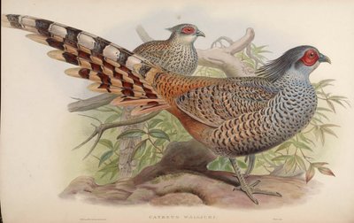 Catreus wallichi von John Gould